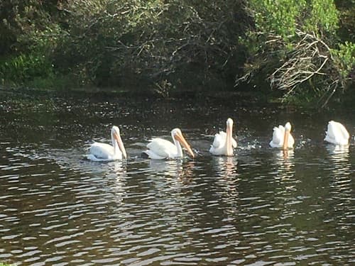 Winter shorebirds & white pelicans