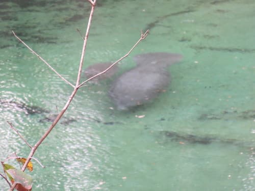 Manatee aggregations — Blue Spring run