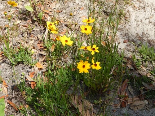 Coreopsis & phlox roadside bloom