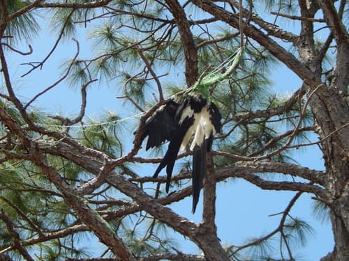 Swallow-tailed kite pre-migration mega-roost