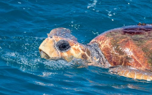 Permitted sea-turtle walks