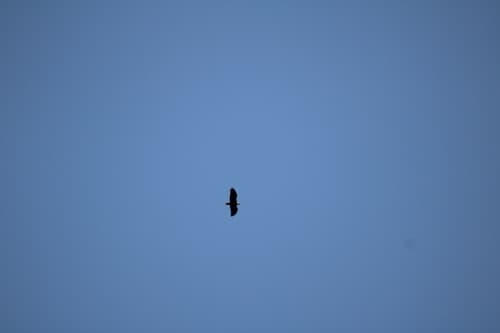 Bald eagle nesting season