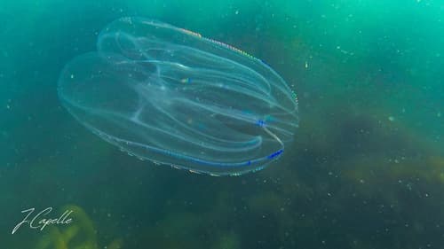 Comb-jelly bioluminescence