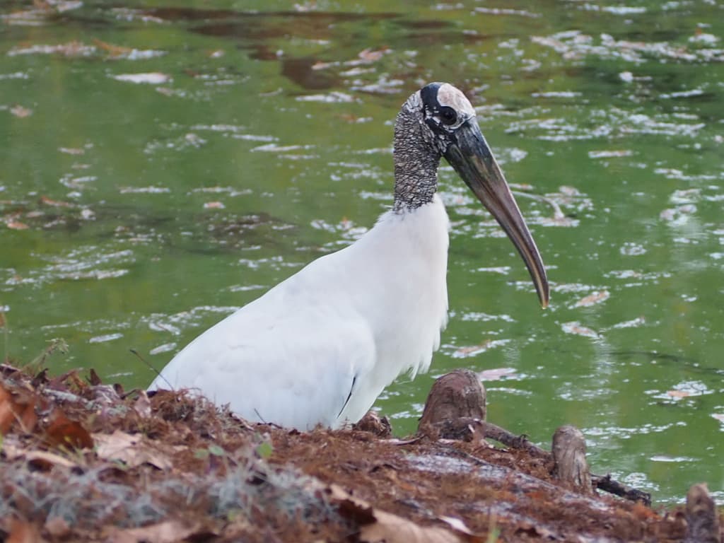Wood storks feeding in drying marsh pools