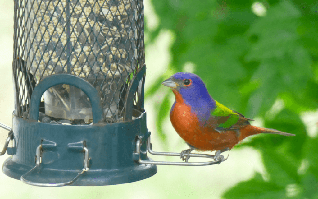 Rare-bird drop-ins (vagrants)