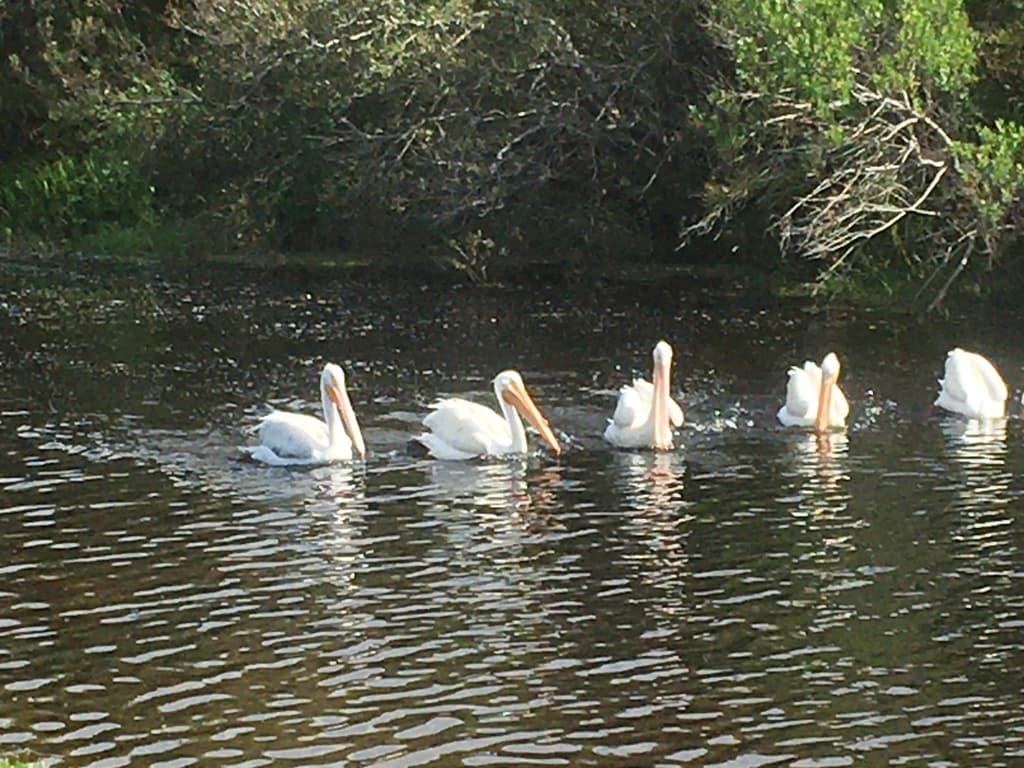 Winter shorebirds & white pelicans