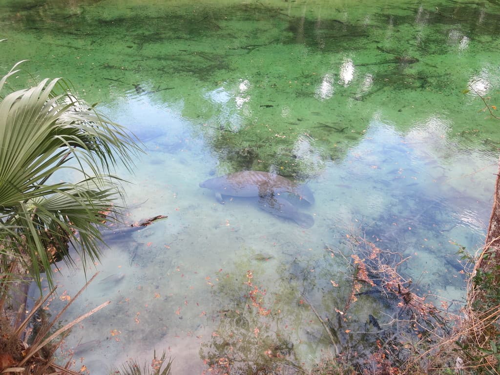 Manatees — TECO viewing center outfall