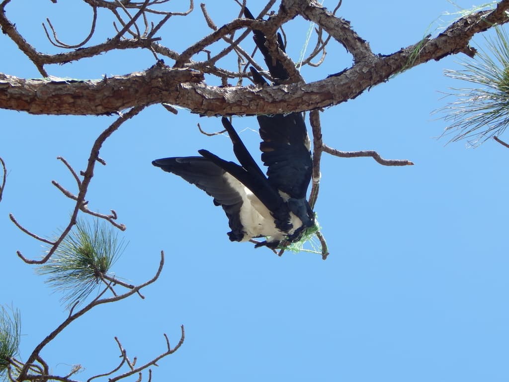 Swallow-tailed kites — arrival & courtship