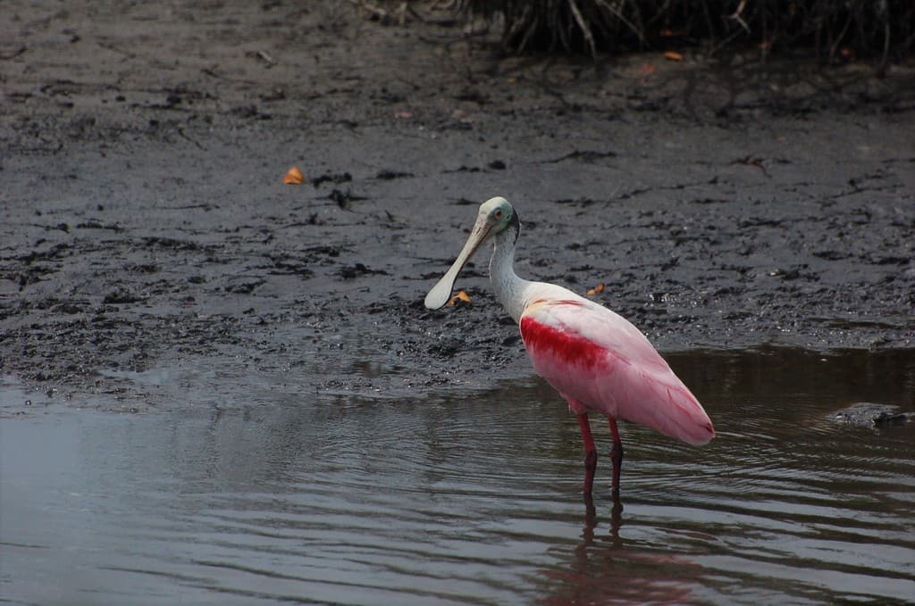 Roseate spoonbills in breeding plumage