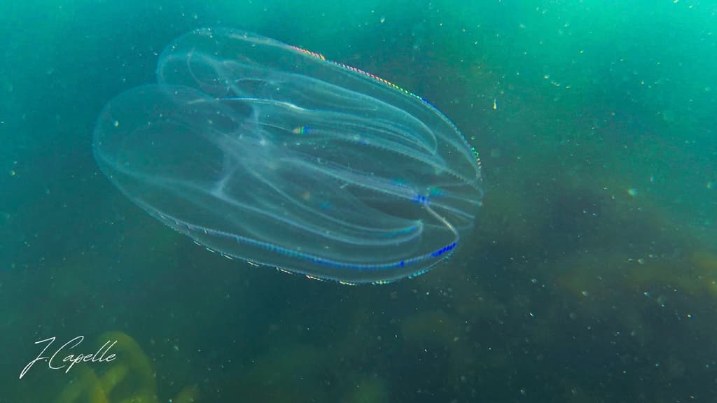 Comb-jelly bioluminescence