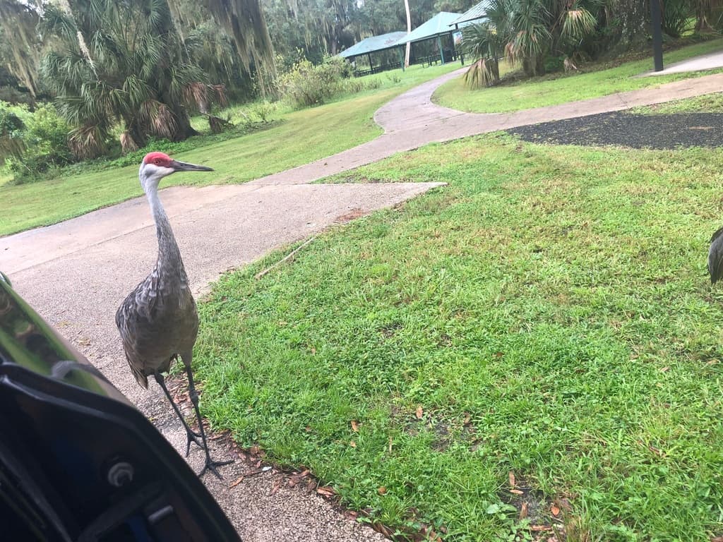 Sandhill crane colts on the trails